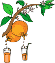  Fruit Drips  
