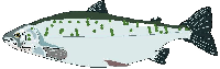  Salmon 