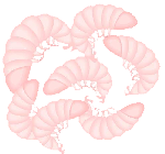  Shrimp 