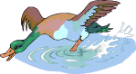  Duck 